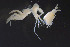  (Rhachotropis leucophthalma - BGE_00243_B10)  @11 [ ] Creative Commons  Attribution Non-Commercial Share-Alike (2024) NTNU University Museum, Department of Natural History NTNU University Museum, Department of Natural History