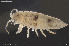  (Synidotea nodulosa - BGE_00246_F12)  @11 [ ] Creative Commons  Attribution Non-Commercial Share-Alike (2024) NTNU University Museum, Department of Natural History NTNU University Museum, Department of Natural History