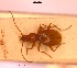 (Neotrechus - BGE_00249_F12)  @11 [ ] Creative Commons  Attribution Non-Commercial Share-Alike (2024) NTNU University Museum, Department of Natural History NTNU University Museum, Department of Natural History