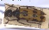  (Mylabris laevicollis - BGE_00251_D05)  @11 [ ] Creative Commons  Attribution Non-Commercial Share-Alike (2024) NTNU University Museum, Department of Natural History NTNU University Museum, Department of Natural History