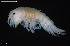  (Acanthonotozoma rusanovae - BGE_00255_A06)  @11 [ ] Creative Commons  Attribution Non-Commercial Share-Alike (2024) NTNU University Museum, Department of Natural History NTNU University Museum, Department of Natural History