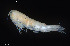  (Syrrhoites pusilla - BGE_00255_A12)  @11 [ ] Creative Commons  Attribution Non-Commercial Share-Alike (2024) NTNU University Museum, Department of Natural History NTNU University Museum, Department of Natural History