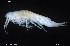  ( - BGE_00255_B12)  @11 [ ] Creative Commons  Attribution Non-Commercial Share-Alike (2024) NTNU University Museum, Department of Natural History NTNU University Museum, Department of Natural History