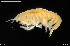  (Pacifoculodes - BGE_00255_C01)  @11 [ ] Creative Commons  Attribution Non-Commercial Share-Alike (2024) NTNU University Museum, Department of Natural History NTNU University Museum, Department of Natural History