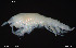  (Halicreion - BGE_00255_E06)  @11 [ ] Creative Commons  Attribution Non-Commercial Share-Alike (2024) NTNU University Museum, Department of Natural History NTNU University Museum, Department of Natural History