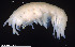  ( - BGE_00255_F02)  @11 [ ] Creative Commons  Attribution Non-Commercial Share-Alike (2024) NTNU University Museum, Department of Natural History NTNU University Museum, Department of Natural History