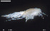  (Synchelidium tenuimanum - BGE_00255_F10)  @11 [ ] Creative Commons  Attribution Non-Commercial Share-Alike (2024) NTNU University Museum, Department of Natural History NTNU University Museum, Department of Natural History