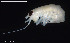  (Apherusa sarsii - BGE_00255_F11)  @11 [ ] Creative Commons  Attribution Non-Commercial Share-Alike (2024) NTNU University Museum, Department of Natural History NTNU University Museum, Department of Natural History