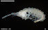  (Laetmatophilus armatus - BGE_00255_H05)  @11 [ ] Creative Commons  Attribution Non-Commercial Share-Alike (2024) NTNU University Museum, Department of Natural History NTNU University Museum, Department of Natural History
