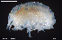  ( - BGE_00255_H11)  @11 [ ] Creative Commons  Attribution Non-Commercial Share-Alike (2024) NTNU University Museum, Department of Natural History NTNU University Museum, Department of Natural History