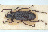  (Omophlus pilicollis - BGE_00813_E03)  @11 [ ] Creative Commons  Attribution Non-Commercial Share-Alike (2025) NTNU University Museum, Department of Natural History NTNU University Museum, Department of Natural History