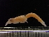  ( - BGE_00246_E08)  @11 [ ] Creative Commons BY NC SA (2024) University of Bergen Natural History Collections