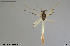  (Microtendipes sp. 4ES - BGE_00248_C05)  @11 [ ] Creative Commons  Attribution Non-Commercial Share-Alike (2024) NTNU University Museum, Department of Natural History NTNU University Museum, Department of Natural History