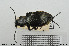  ( - BGE_00261_D04)  @11 [ ] Creative Commons  Attribution Non-Commercial Share-Alike (2024) NTNU University Museum, Department of Natural History NTNU University Museum, Department of Natural History