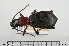  ( - BGE_00258_H06)  @11 [ ] Creative Commons  Attribution Non-Commercial Share-Alike (2024) NTNU University Museum, Department of Natural History NTNU University Museum, Department of Natural History