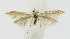  ( - BGE_00241_F06)  @11 [ ] Creative Commons  Attribution Non-Commercial Share-Alike (2024) Kai Berggren NTNU University Museum, Department of Natural History