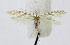  ( - BGE_00241_F11)  @11 [ ] Creative Commons  Attribution Non-Commercial Share-Alike (2024) Kai Berggren NTNU University Museum, Department of Natural History