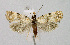  ( - BGE_00222_G03)  @11 [ ] Creative Commons  Attribution Non-Commercial Share-Alike (2023) Kai Berggren NTNU University Museum, Department of Natural History
