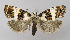  ( - BGE_00222_G07)  @11 [ ] Creative Commons  Attribution Non-Commercial Share-Alike (2023) Kai Berggren NTNU University Museum, Department of Natural History