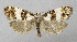  ( - BGE_00222_G08)  @11 [ ] Creative Commons  Attribution Non-Commercial Share-Alike (2023) Kai Berggren NTNU University Museum, Department of Natural History