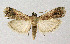  ( - BGE_00223_B11)  @11 [ ] Creative Commons  Attribution Non-Commercial Share-Alike (2023) Kai Berggren NTNU University Museum, Department of Natural History