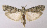  ( - BGE_00223_C06)  @11 [ ] Creative Commons  Attribution Non-Commercial Share-Alike (2023) Kai Berggren NTNU University Museum, Department of Natural History