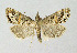  ( - BGE_00223_E03)  @11 [ ] Creative Commons  Attribution Non-Commercial Share-Alike (2023) Kai Berggren NTNU University Museum, Department of Natural History