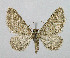  ( - BGE_00224_A12)  @11 [ ] Creative Commons  Attribution Non-Commercial Share-Alike (2023) Kai Berggren NTNU University Museum, Department of Natural History