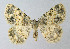  ( - BGE_00224_B08)  @11 [ ] Creative Commons  Attribution Non-Commercial Share-Alike (2023) Kai Berggren NTNU University Museum, Department of Natural History
