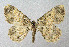  ( - BGE_00224_B09)  @11 [ ] Creative Commons  Attribution Non-Commercial Share-Alike (2023) Kai Berggren NTNU University Museum, Department of Natural History