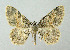  ( - BGE_00224_B10)  @11 [ ] Creative Commons  Attribution Non-Commercial Share-Alike (2023) Kai Berggren NTNU University Museum, Department of Natural History