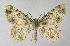  ( - BGE_00224_B11)  @11 [ ] Creative Commons  Attribution Non-Commercial Share-Alike (2023) Kai Berggren NTNU University Museum, Department of Natural History