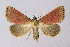  ( - BGE_00224_C01)  @11 [ ] Creative Commons  Attribution Non-Commercial Share-Alike (2023) Kai Berggren NTNU University Museum, Department of Natural History