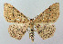  ( - BGE_00224_C09)  @11 [ ] Creative Commons  Attribution Non-Commercial Share-Alike (2023) Kai Berggren NTNU University Museum, Department of Natural History