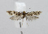  ( - BGE_00225_C04)  @11 [ ] Creative Commons  Attribution Non-Commercial Share-Alike (2023) Kai Berggren NTNU University Museum, Department of Natural History