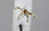  ( - BGE_00225_H05)  @11 [ ] Creative Commons  Attribution Non-Commercial Share-Alike (2023) Kai Berggren NTNU University Museum, Department of Natural History