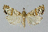  ( - BGE_00226_C01)  @11 [ ] Creative Commons  Attribution Non-Commercial Share-Alike (2023) Kai Berggren NTNU University Museum, Department of Natural History