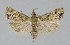  ( - BGE_00226_C02)  @11 [ ] Creative Commons  Attribution Non-Commercial Share-Alike (2023) Kai Berggren NTNU University Museum, Department of Natural History