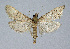  ( - BGE_00226_C07)  @11 [ ] Creative Commons  Attribution Non-Commercial Share-Alike (2023) Kai Berggren NTNU University Museum, Department of Natural History