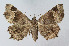  ( - BGE_00226_D09)  @11 [ ] Creative Commons  Attribution Non-Commercial Share-Alike (2023) Kai Berggren NTNU University Museum, Department of Natural History