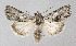  ( - BGE_00226_E03)  @11 [ ] Creative Commons  Attribution Non-Commercial Share-Alike (2023) Kai Berggren NTNU University Museum, Department of Natural History