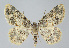  ( - BGE_00226_G05)  @11 [ ] Creative Commons  Attribution Non-Commercial Share-Alike (2023) Kai Berggren NTNU University Museum, Department of Natural History