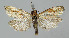  ( - BGE_00269_B05)  @11 [ ] Creative Commons  Attribution Non-Commercial Share-Alike (2024) Kai Berggren NTNU University Museum, Department of Natural History