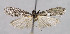  (Ephestia cypriusella - BGE_00269_C10)  @11 [ ] Creative Commons  Attribution Non-Commercial Share-Alike (2024) Kai Berggren NTNU University Museum, Department of Natural History