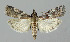  ( - BGE_00269_D11)  @11 [ ] Creative Commons  Attribution Non-Commercial Share-Alike (2024) Kai Berggren NTNU University Museum, Department of Natural History