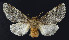 ( - BGE_00269_F07)  @11 [ ] Creative Commons  Attribution Non-Commercial Share-Alike (2024) Kai Berggren NTNU University Museum, Department of Natural History
