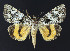  ( - BGE_00269_F10)  @11 [ ] Creative Commons  Attribution Non-Commercial Share-Alike (2024) Kai Berggren NTNU University Museum, Department of Natural History