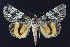  ( - BGE_00269_F11)  @11 [ ] Creative Commons  Attribution Non-Commercial Share-Alike (2024) Kai Berggren NTNU University Museum, Department of Natural History