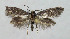  ( - BGE_00269_G09)  @11 [ ] Creative Commons  Attribution Non-Commercial Share-Alike (2024) Kai Berggren NTNU University Museum, Department of Natural History