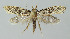  ( - BGE_00268_B05)  @11 [ ] Creative Commons  Attribution Non-Commercial Share-Alike (2024) Kai Berggren NTNU University Museum, Department of Natural History